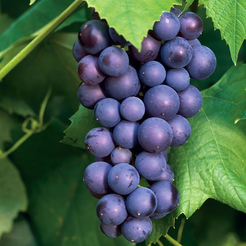 Vindruva 'Boskoop Glory' 3 Vindruva 'Boskoop Glory'