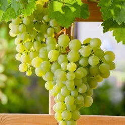 Vindruva 'Dr. Schmidtmanns Sockerdruva'