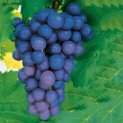 Vindruva 'Frankenthaler'