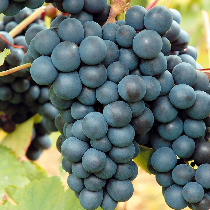 Vindruva 'Rondo' 3 Vindruva 'Rondo'