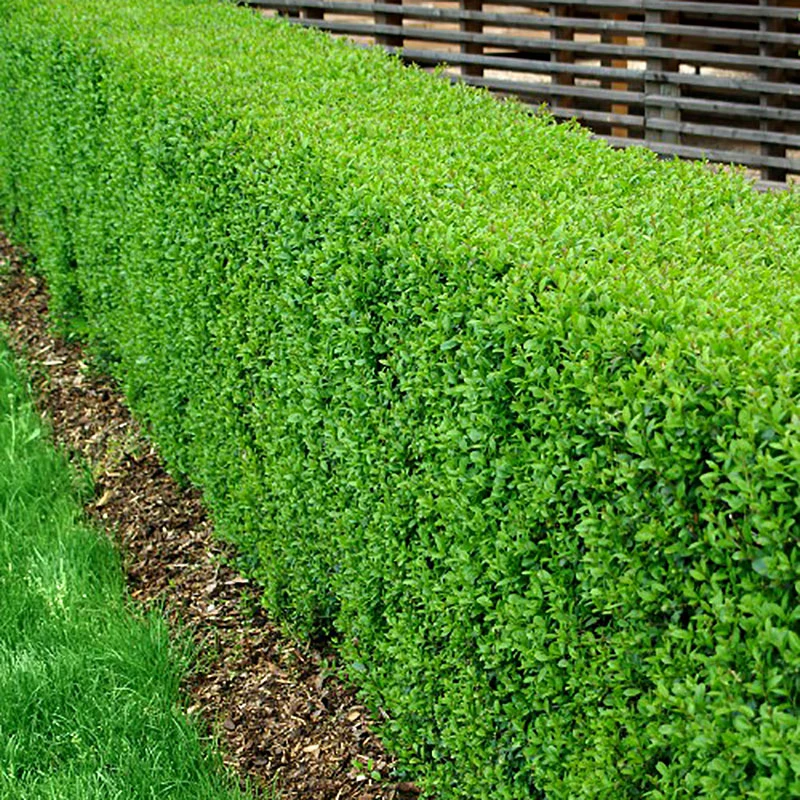 Vinterliguster 'Atrovirens' 2L, 10-pack 3 Vinterliguster 'Atrovirens' 2L, 10-pack