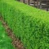 Vinterliguster 'Liga' 50-80 Cm (3-5 Grenar), 100-pack 1 Vinterliguster 'Liga' 50-80 Cm (3-5 Grenar), 100-pack -Elho Garden Shop vintergron liguster ligustrum vulgare atrovirens 4
