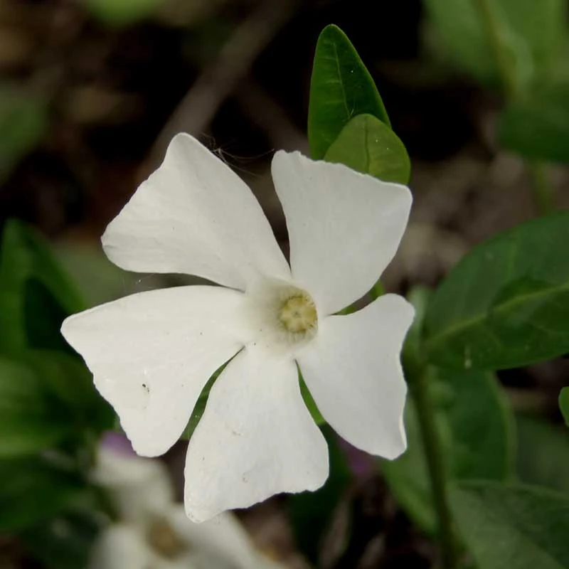 Vintergröna 'Alba', 6-pack 4 Vintergröna 'Alba', 6-pack - Image 2