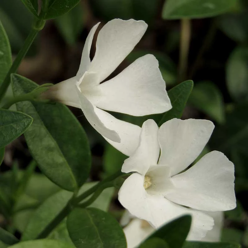 Vintergröna 'Alba', 6-pack 5 Vintergröna 'Alba', 6-pack - Image 3