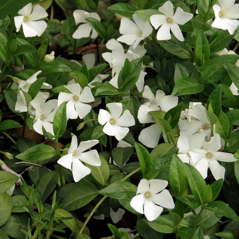 Vintergröna 'Alba', 6-pack 3 Vintergröna 'Alba', 6-pack