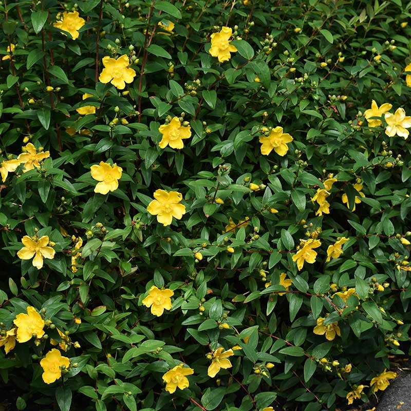 Vinterhyperikum 'Hidcote', 30-50 Cm 10-pack 3 Vinterhyperikum 'Hidcote', 30-50 Cm 10-pack