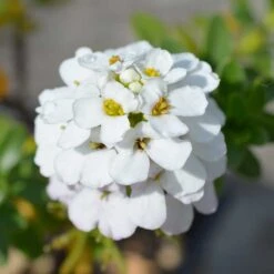 Vinteriberis 'Schneeflocke', 6-pack 5 Vinteriberis 'Schneeflocke', 6-pack -Elho Garden Shop vinteriberis schneeflocke 2