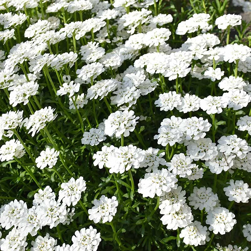 Vinteriberis 'Schneeflocke', 6-pack 3 Vinteriberis 'Schneeflocke', 6-pack