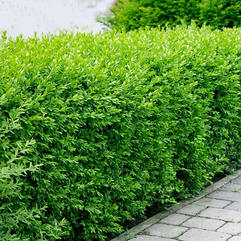 Vinterliguster 'Liga' 80-120 Cm, 100-pack 4 Vinterliguster 'Liga' 80-120 Cm, 100-pack - Image 2