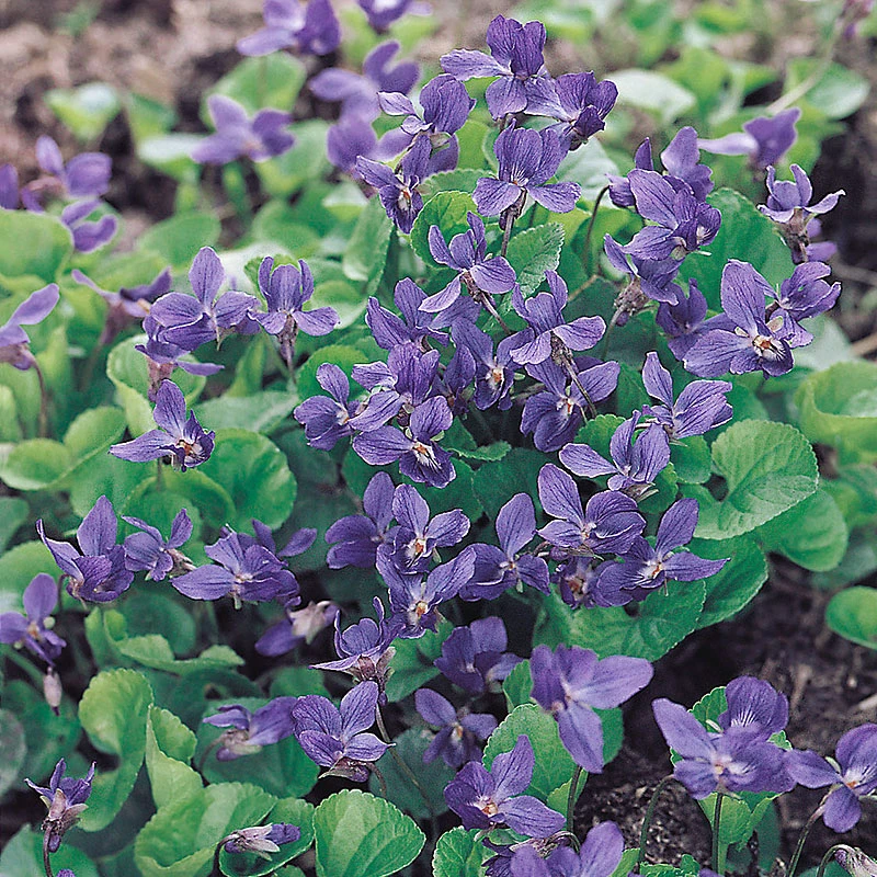 Luktviol 'Königin Charlotte', 6-pack 3 Luktviol 'Königin Charlotte', 6-pack