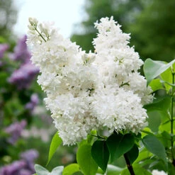 Syren 'Alba' 10-pack 8 Syren 'Alba' 10-pack -Elho Garden Shop vit bondsyren syringa vulgaris alba