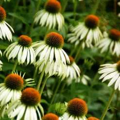 Röd Solhatt 'Alba', 3-pack 8 Röd Solhatt 'Alba', 3-pack -Elho Garden Shop vit rudbeckia