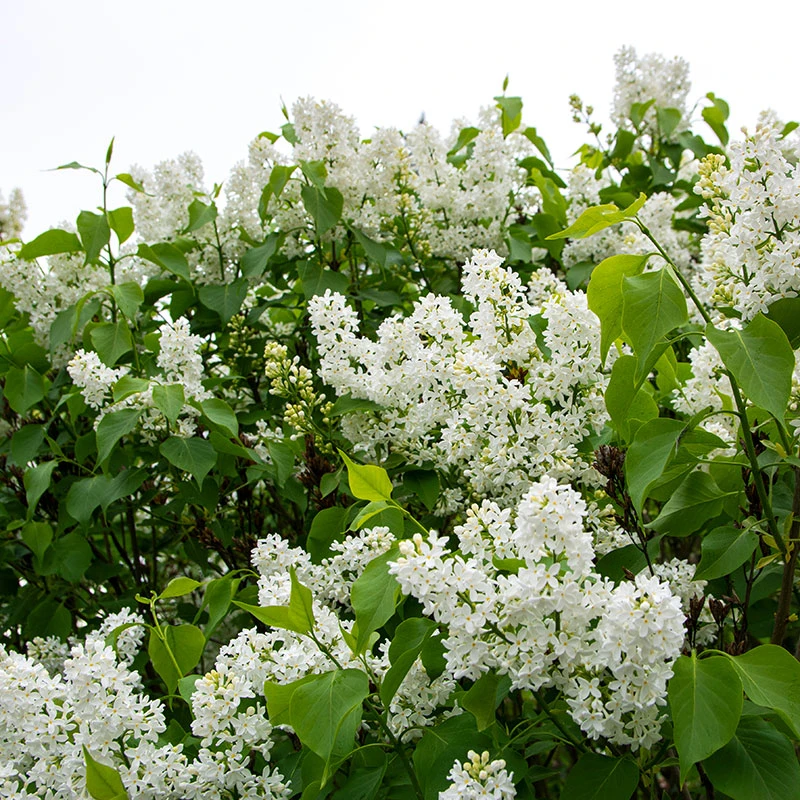 Syren 'Alba' 10-pack 4 Syren 'Alba' 10-pack - Image 2