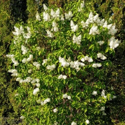 Syren 'Alba' 30-50 Cm, 5-pack 8 Syren 'Alba' 30-50 Cm, 5-pack -Elho Garden Shop vit syrenbuske 1