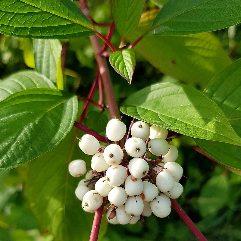 Korallkornell 50-80 Cm, 10-pack 5 Korallkornell 50-80 Cm, 10-pack - Image 3