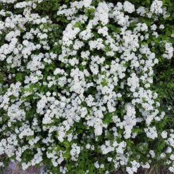 Bukettspirea 80-100 Cm, 5-pack 7 Bukettspirea 80-100 Cm, 5-pack -Elho Garden Shop vita blommor pa bukettspirea 1