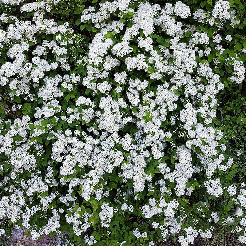 Bukettspirea 50-80 Cm, 100-pack 5 Bukettspirea 50-80 Cm, 100-pack - Image 3