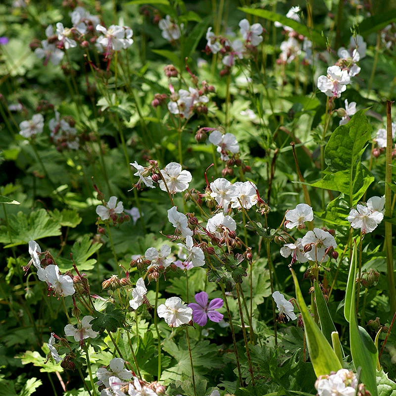 Liten Flocknäva 'Biokovo', 6-pack 3 Liten Flocknäva 'Biokovo', 6-pack