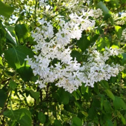 Syren 'Alba' 30-50 Cm, 5-pack