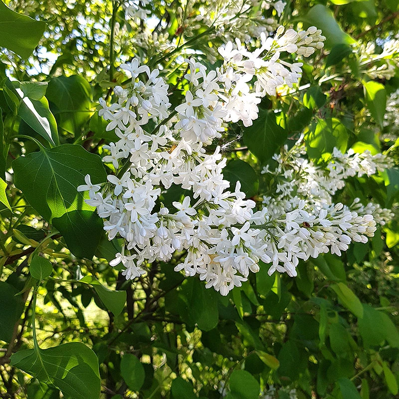 Syren 'Alba' 10-pack 3 Syren 'Alba' 10-pack