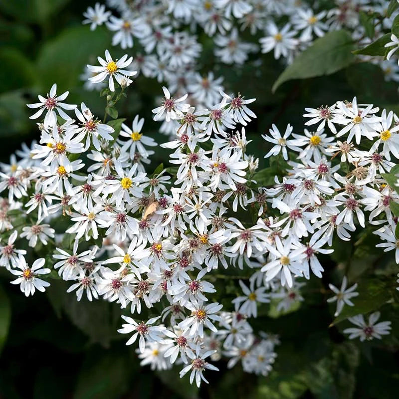 Vit Skogsaster, 6-pack 3 Vit Skogsaster, 6-pack