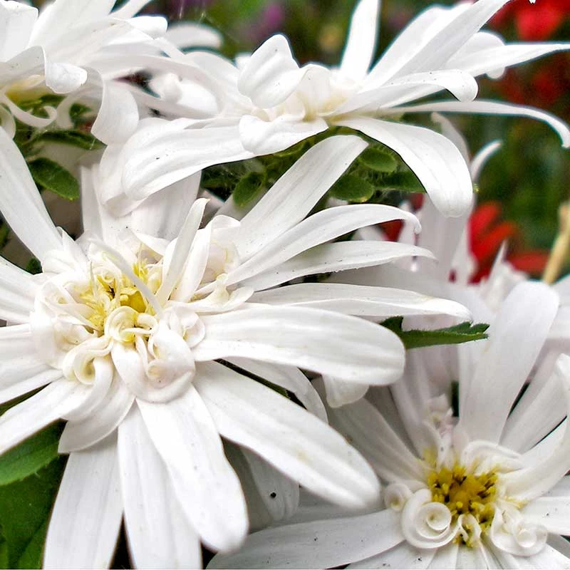 Vit Skogsaster, 6-pack 4 Vit Skogsaster, 6-pack - Image 2